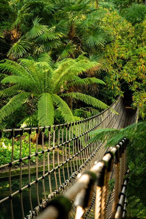 The rope bridge seen from the side, its rope handrails and mesh sides running above a pond, with tree ferns behind.