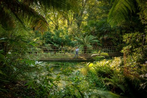 The bridge seen through dense subtropical planting, with a visitor part-way across above the water.